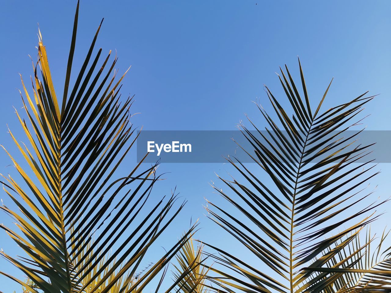 LOW ANGLE VIEW OF PALM TREES AGAINST BLUE SKY