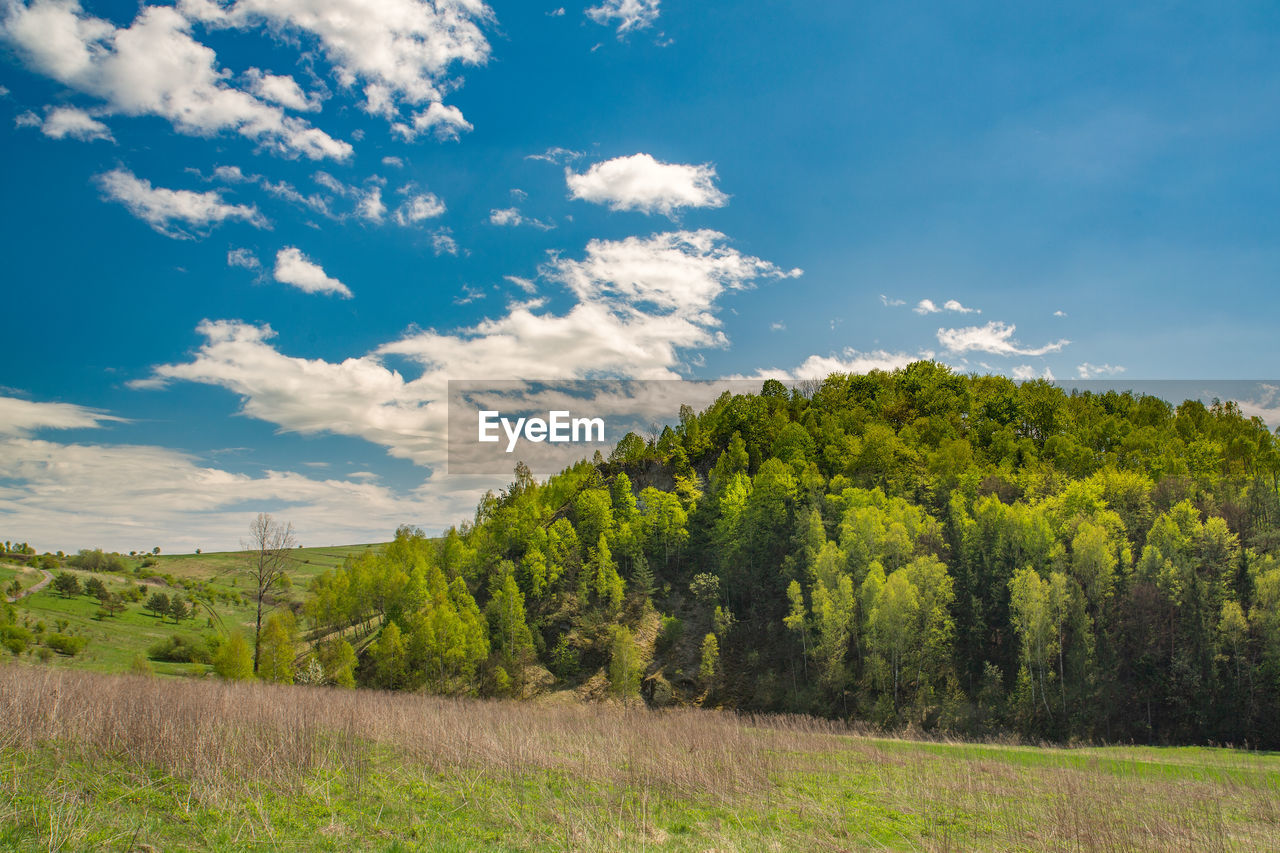 Trees on field against sky