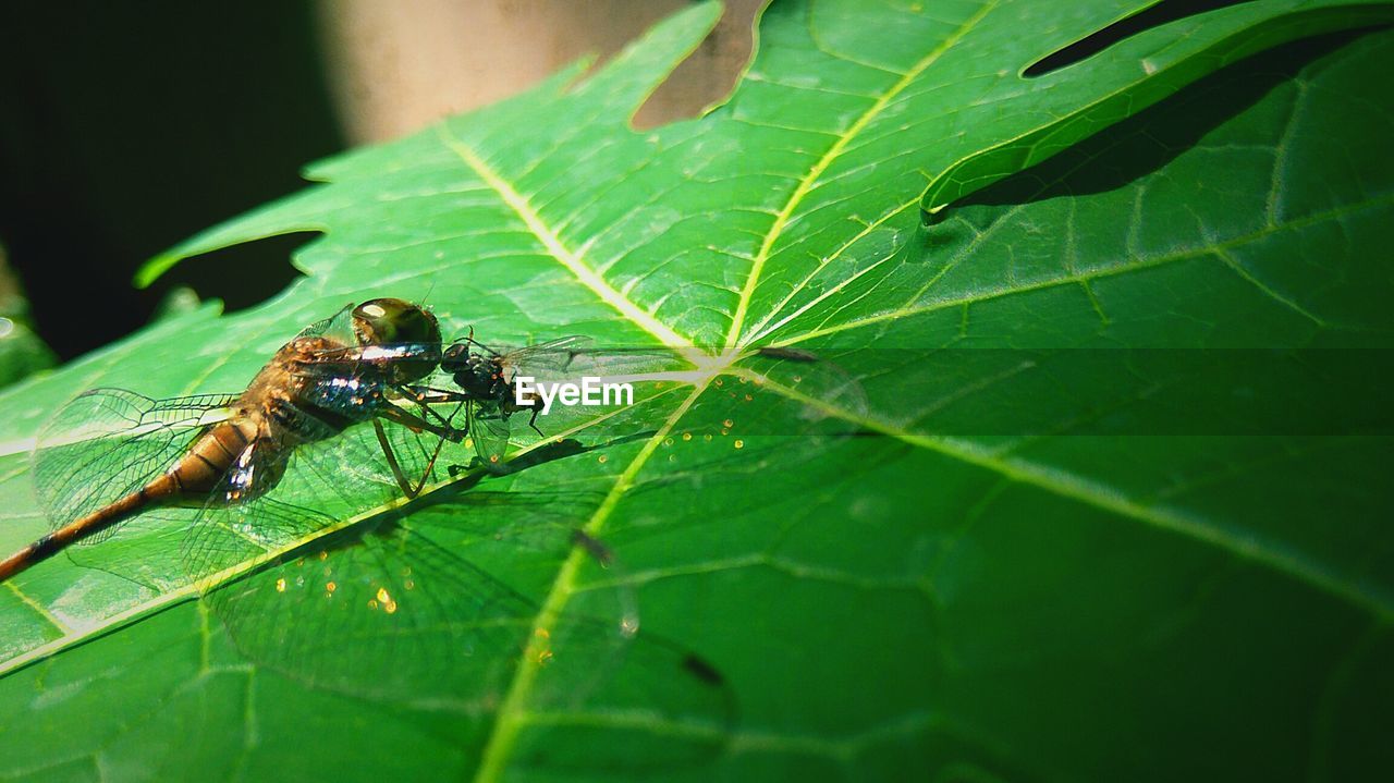 CLOSE-UP OF INSECT ON PLANT