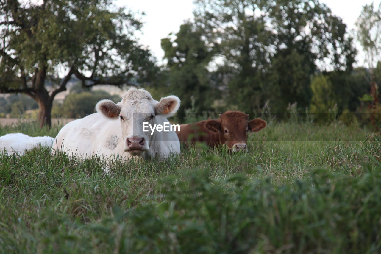 French cows in field