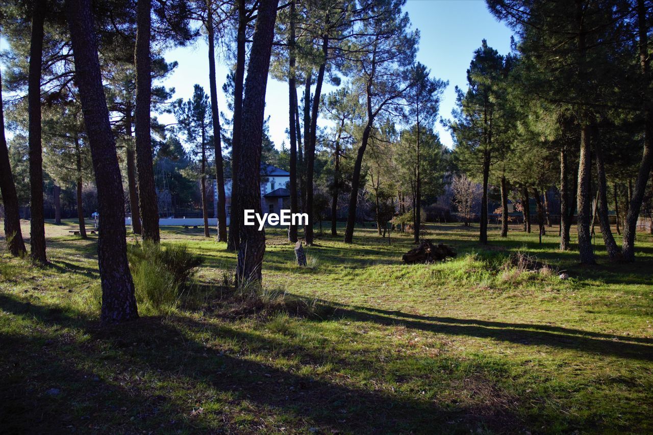 SCENIC VIEW OF TREES IN FOREST