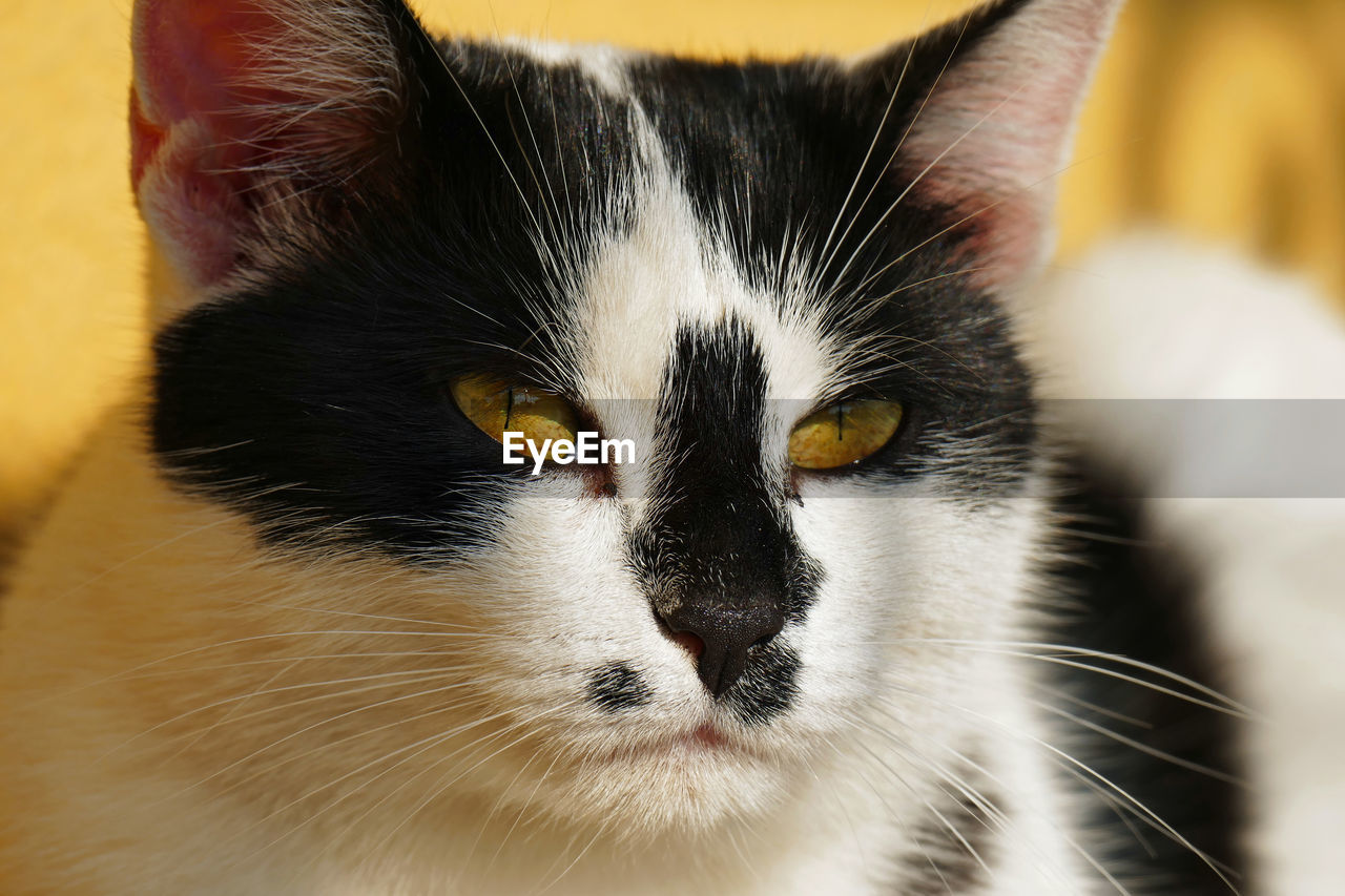 CLOSE-UP PORTRAIT OF A CAT WITH EYES