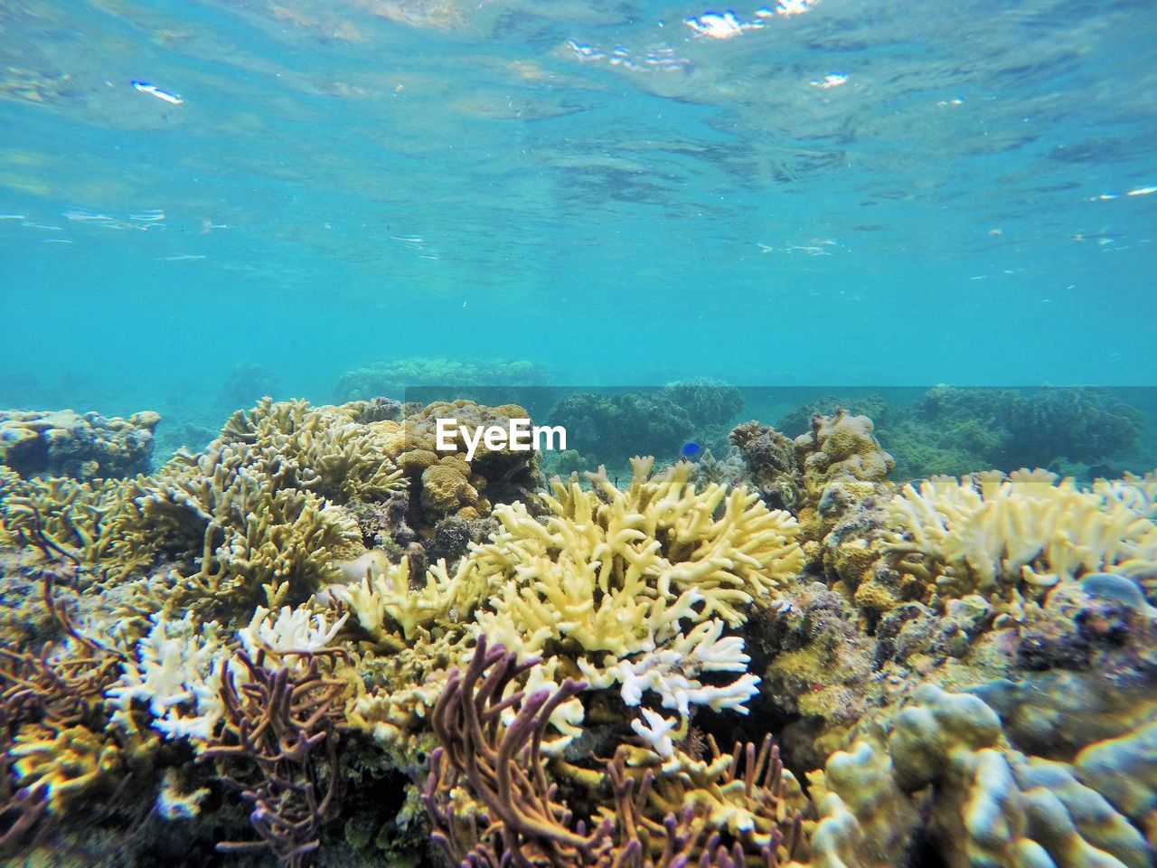 VIEW OF SEA AND PLANTS