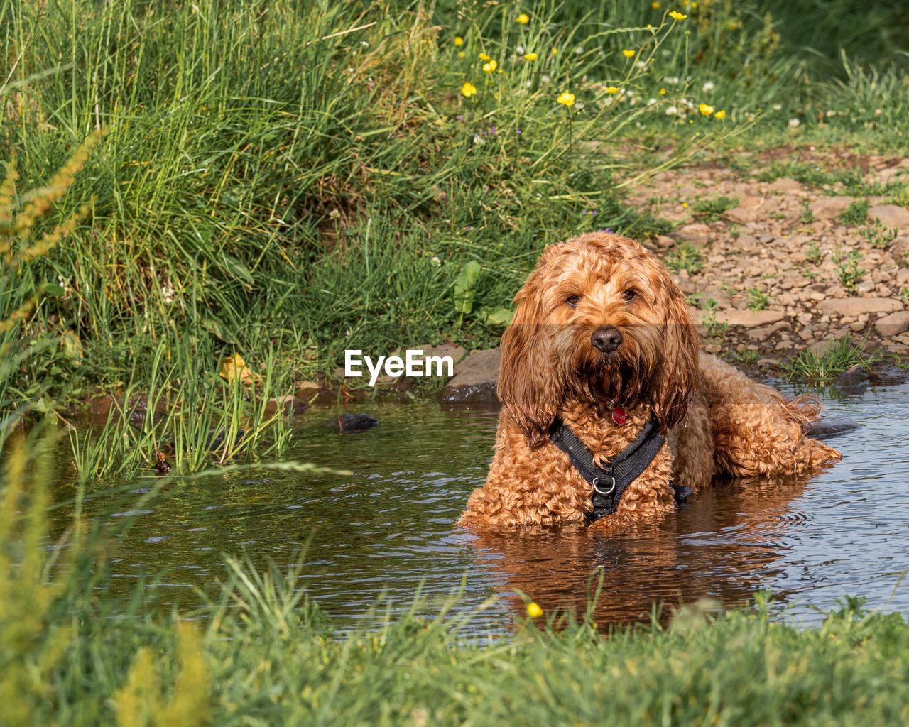 animal themes, animal, one animal, mammal, dog, pet, water, plant, grass, canine, nature, domestic animals, no people, green, wildlife, day, portrait, lake, brown, outdoors, looking at camera, wet, growth, animal wildlife