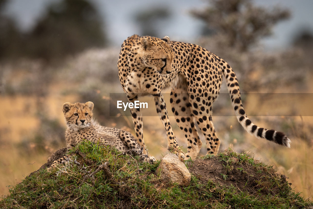 Cheetah family on grassy field 