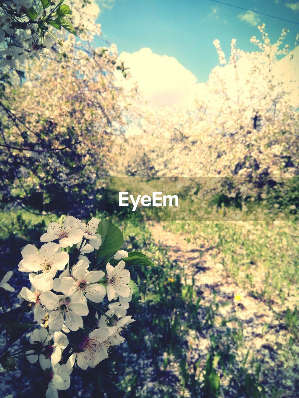 FLOWERS GROWING ON TREE AGAINST SKY