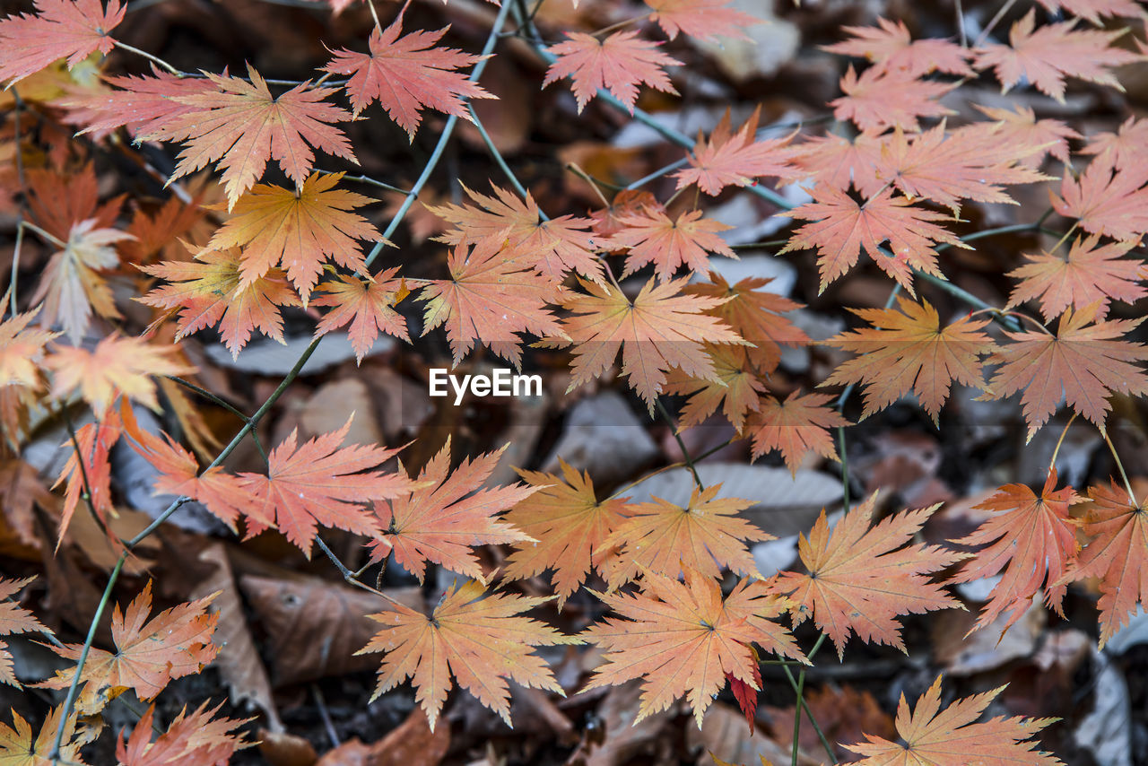 Close-up of maple leaves on tree