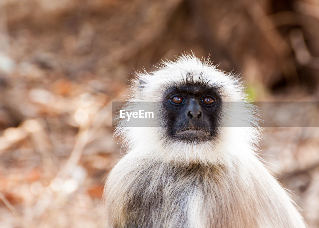 Close-up of monkey looking away