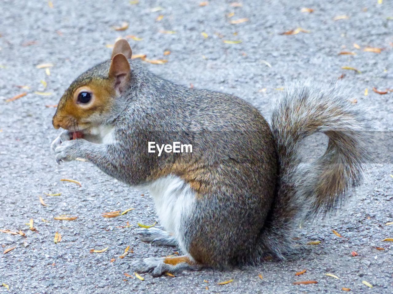 Close-up of squirrel eating