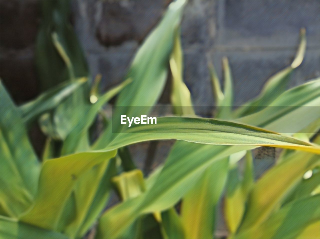 CLOSE-UP OF FRESH GREEN PLANT IN SUNLIGHT