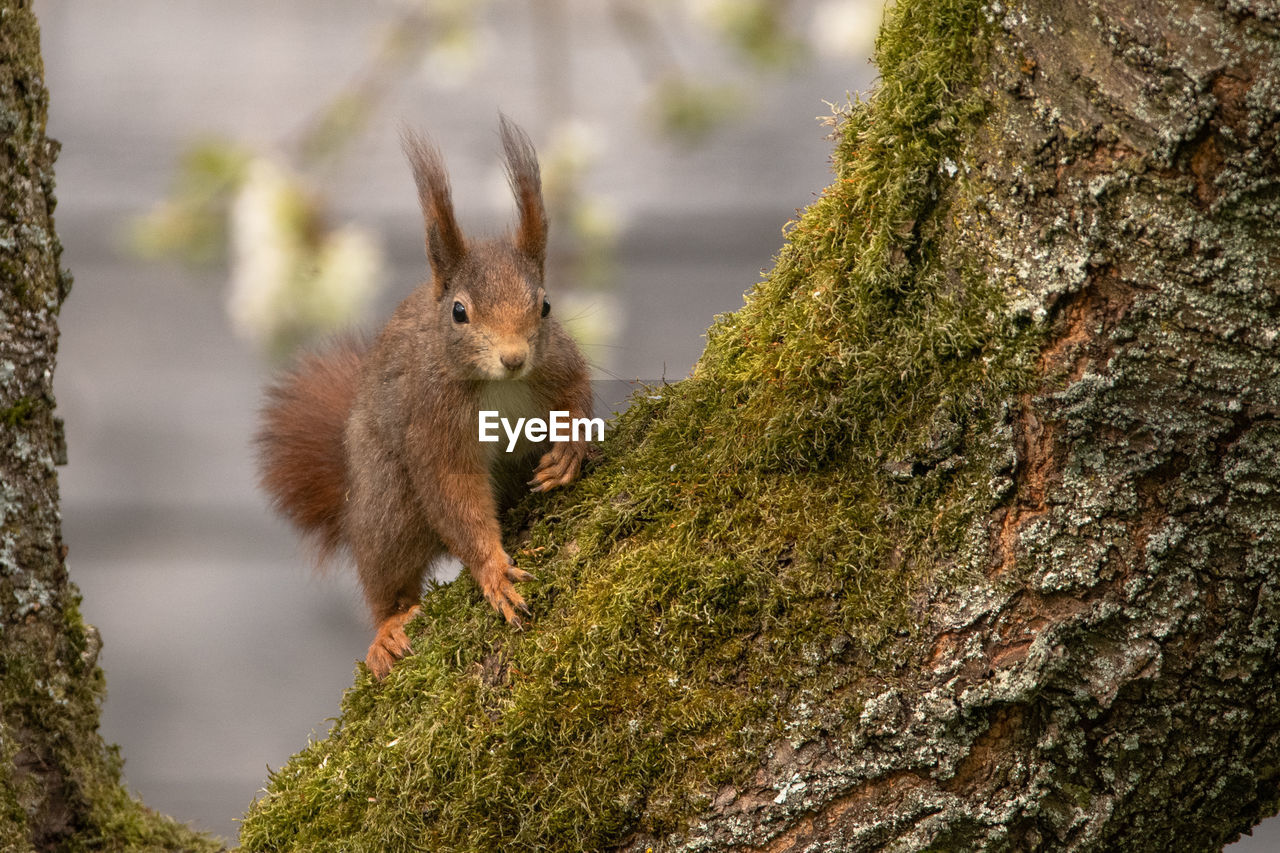 SQUIRREL ON A TREE