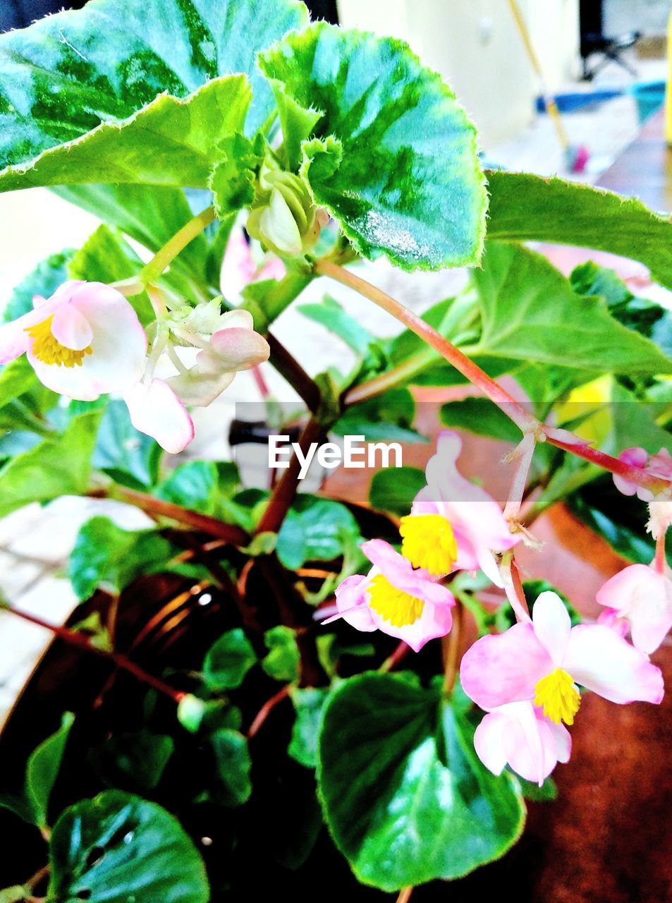 CLOSE-UP OF FLOWERING PLANT