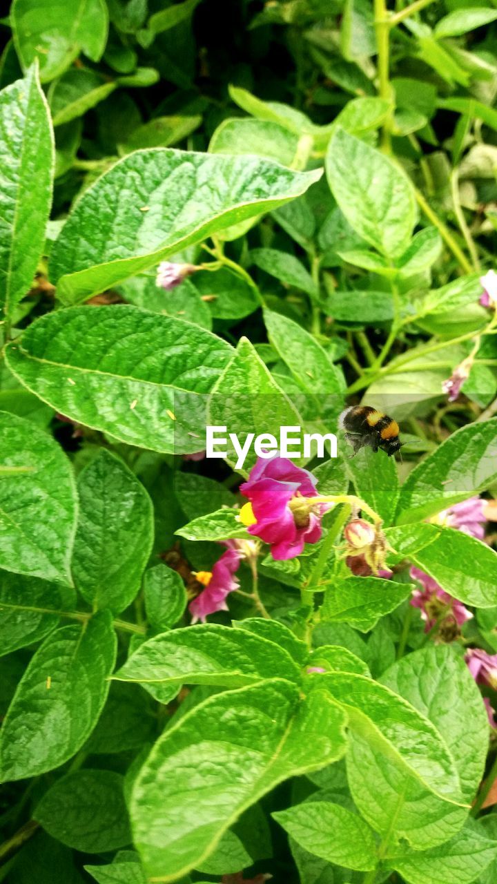 CLOSE-UP OF FLOWERS