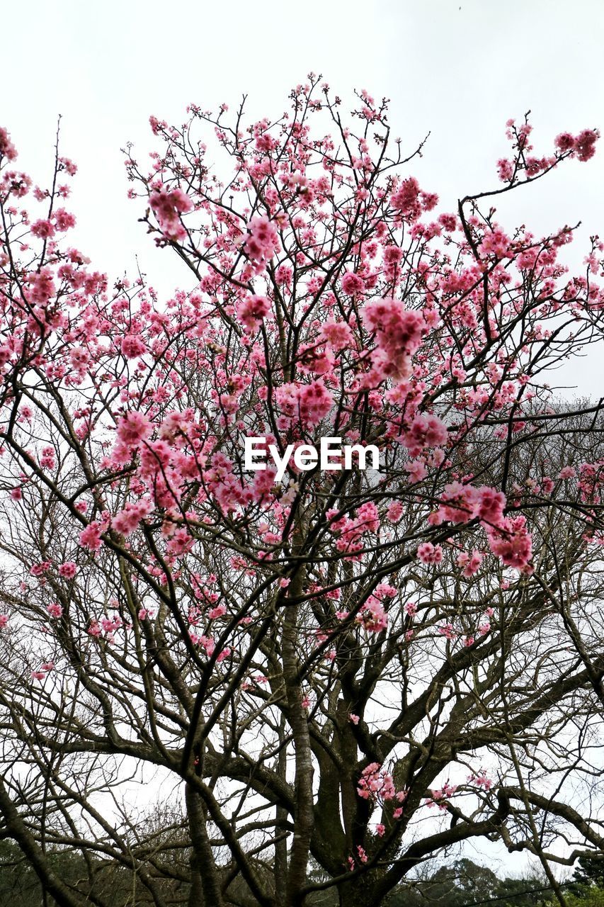 Low angle view of cherry blossom tree