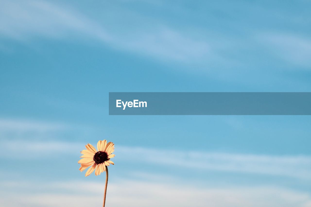 Low angle view of flowering plant against sky