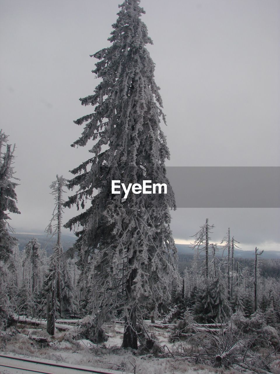 PINE TREES ON FIELD DURING WINTER