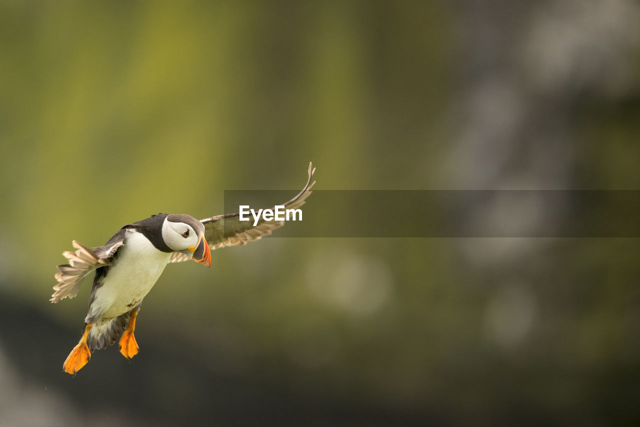 Puffin flying in mid-air