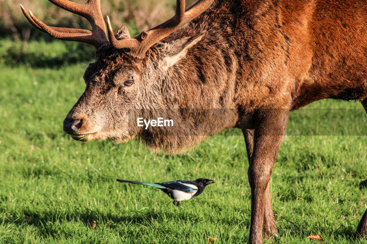 Deer in a field and magpie symbiotic relationship 
