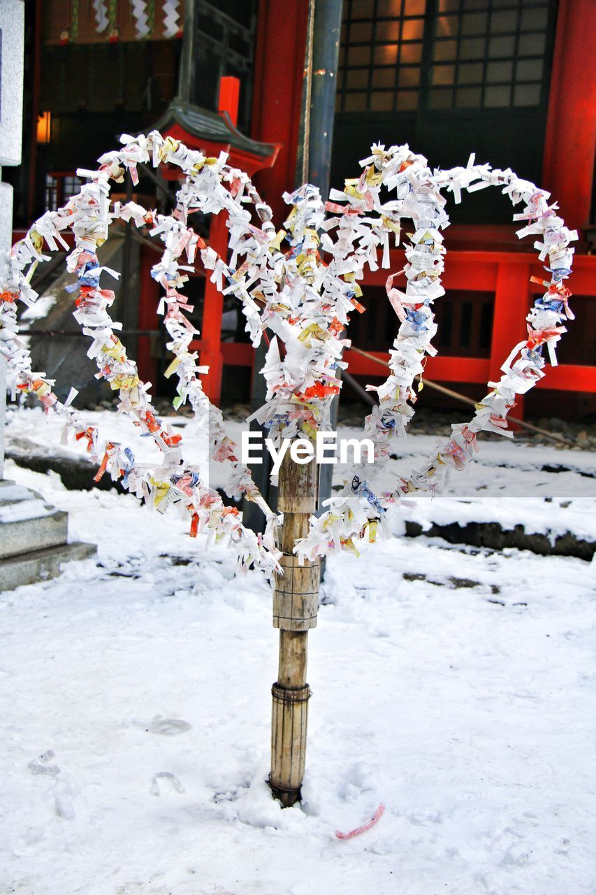 CLOSE-UP OF SNOW ON PLANT