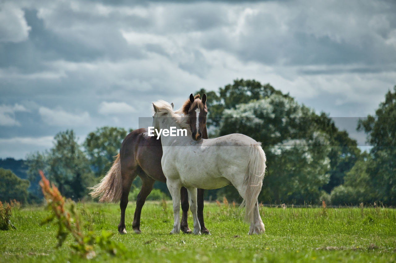 HORSES STANDING ON FIELD