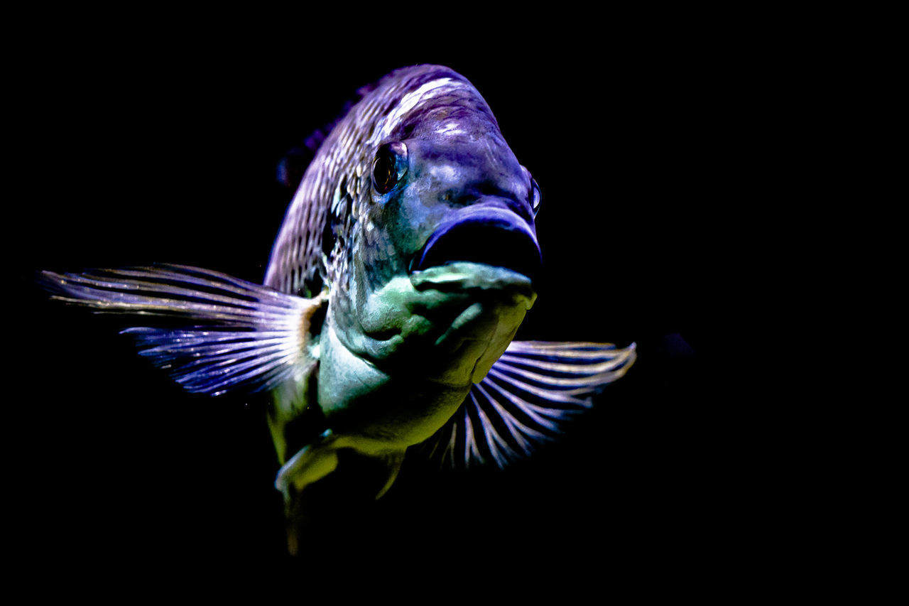 Close-up of fish swimming against black background