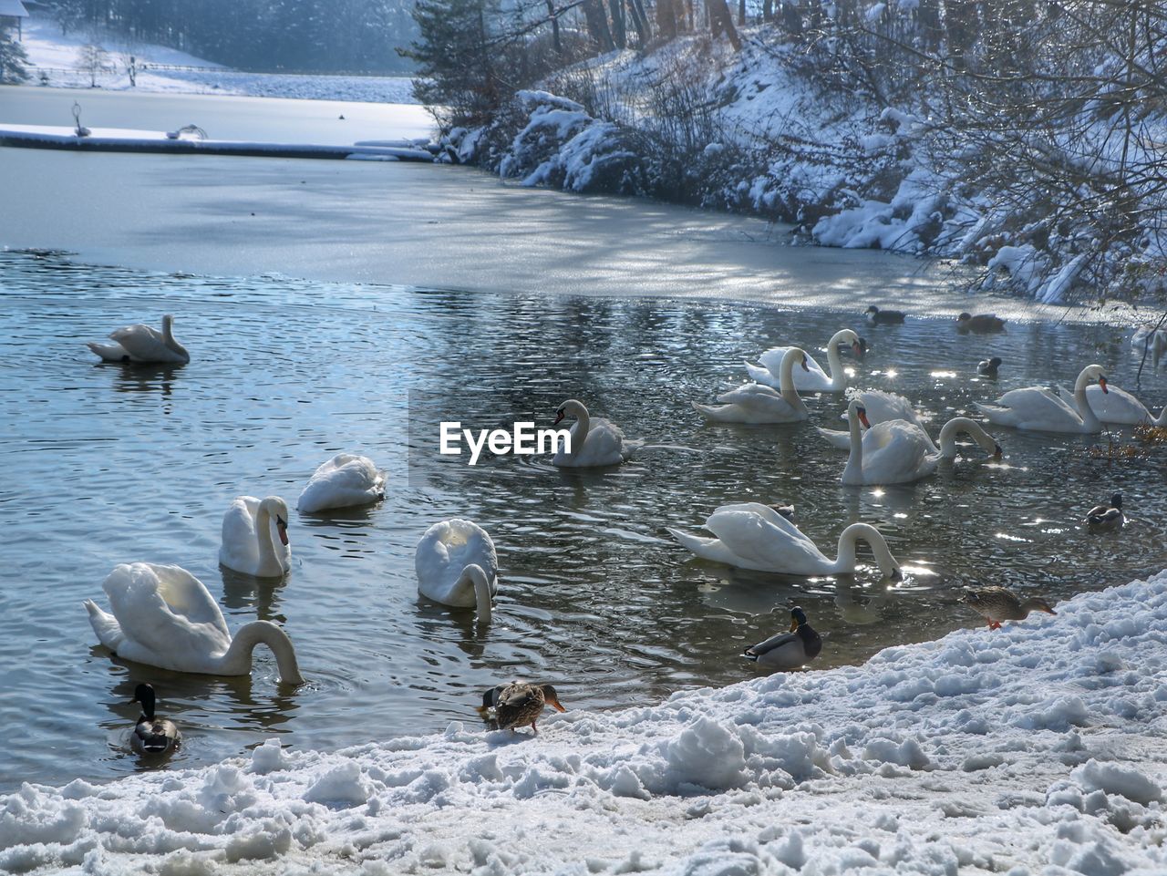 BIRDS SWIMMING IN LAKE DURING WINTER