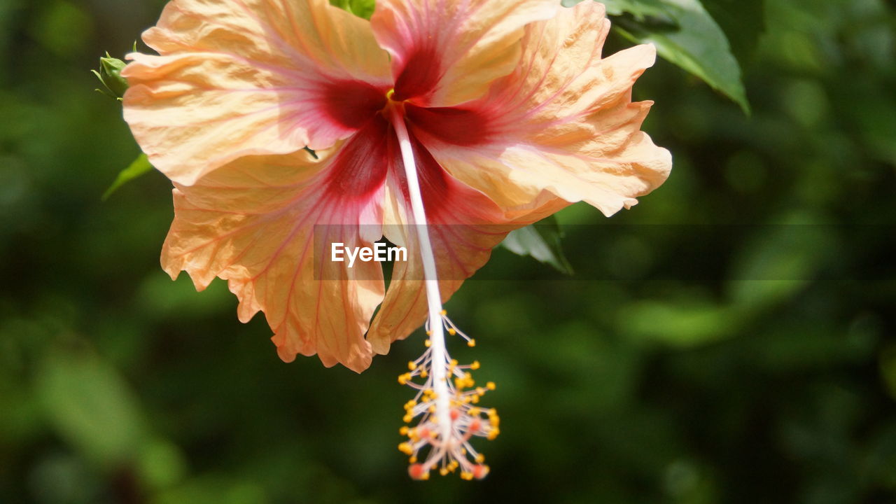 CLOSE-UP OF HIBISCUS IN BLOOM