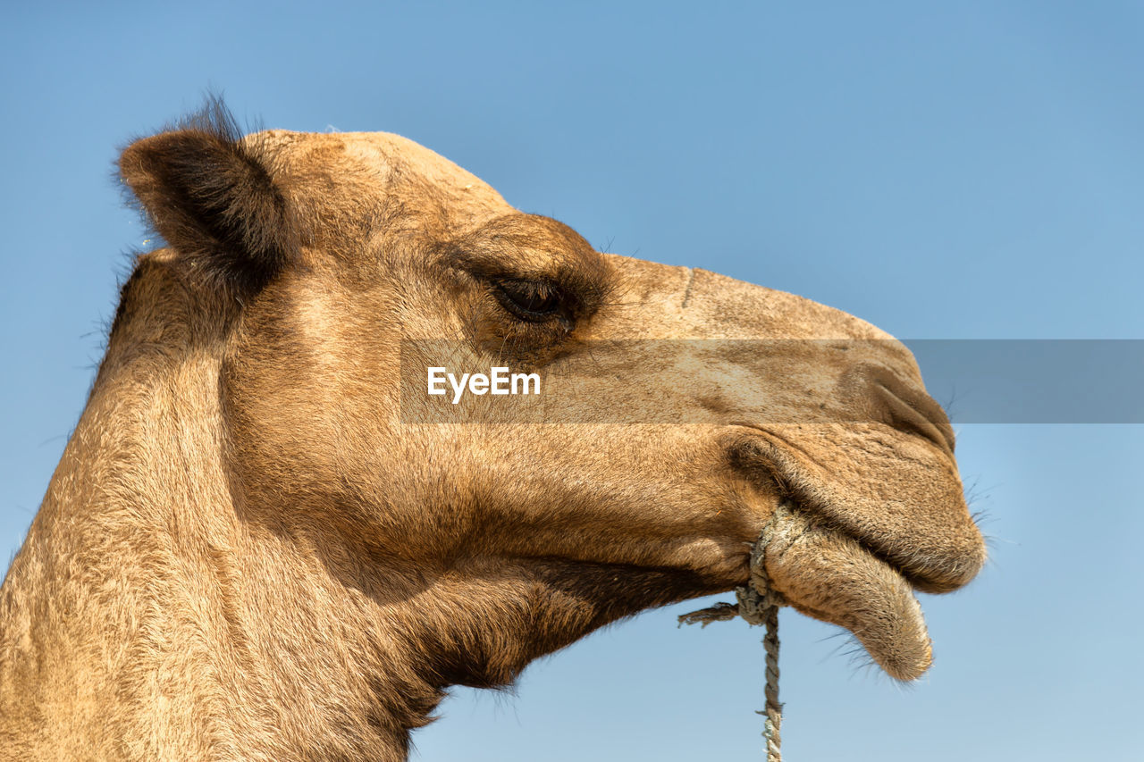 CLOSE-UP OF A HORSE AGAINST SKY