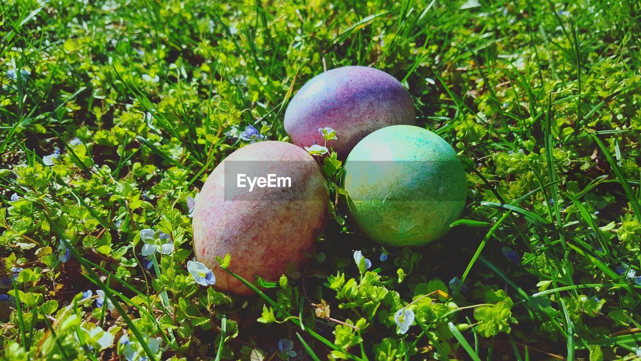 Close-up of easter eggs on grass