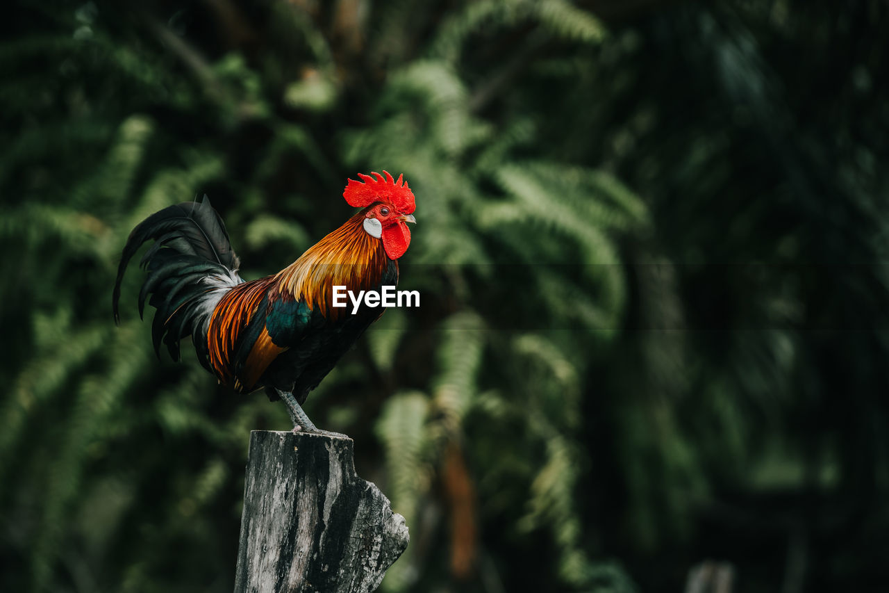 Close-up of rooster