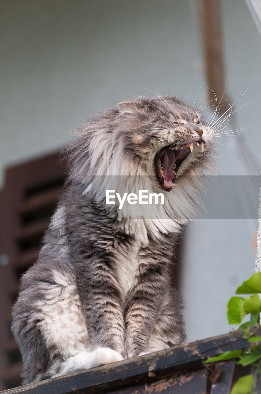 CLOSE-UP OF SHEEP ON YAWNING