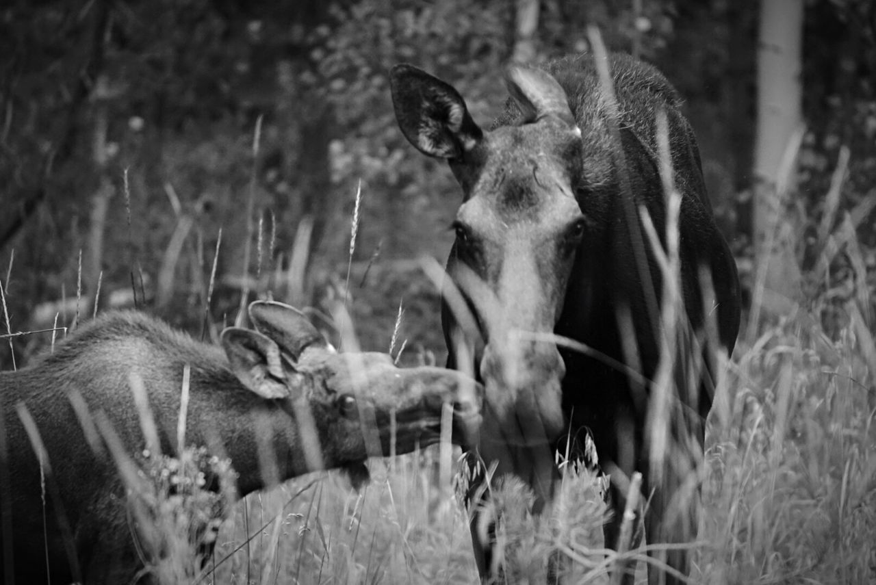 Moose on field