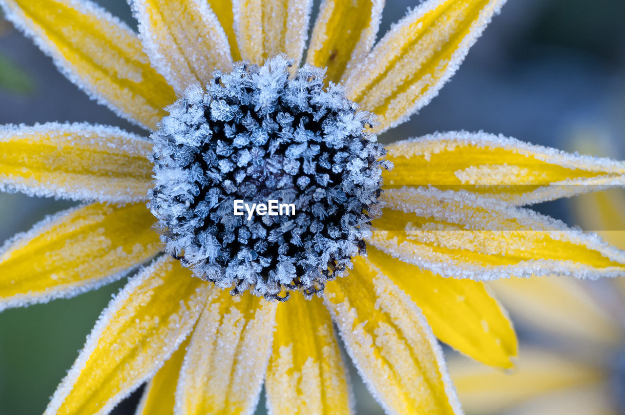 Close-up of yellow flower blooming outdoors