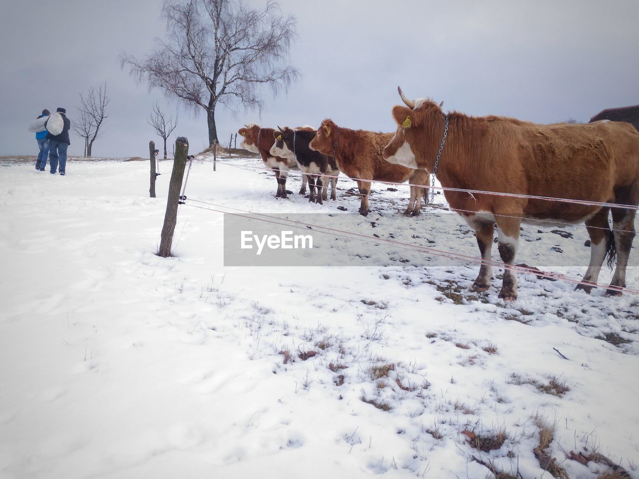 Cattle standing on snowfield