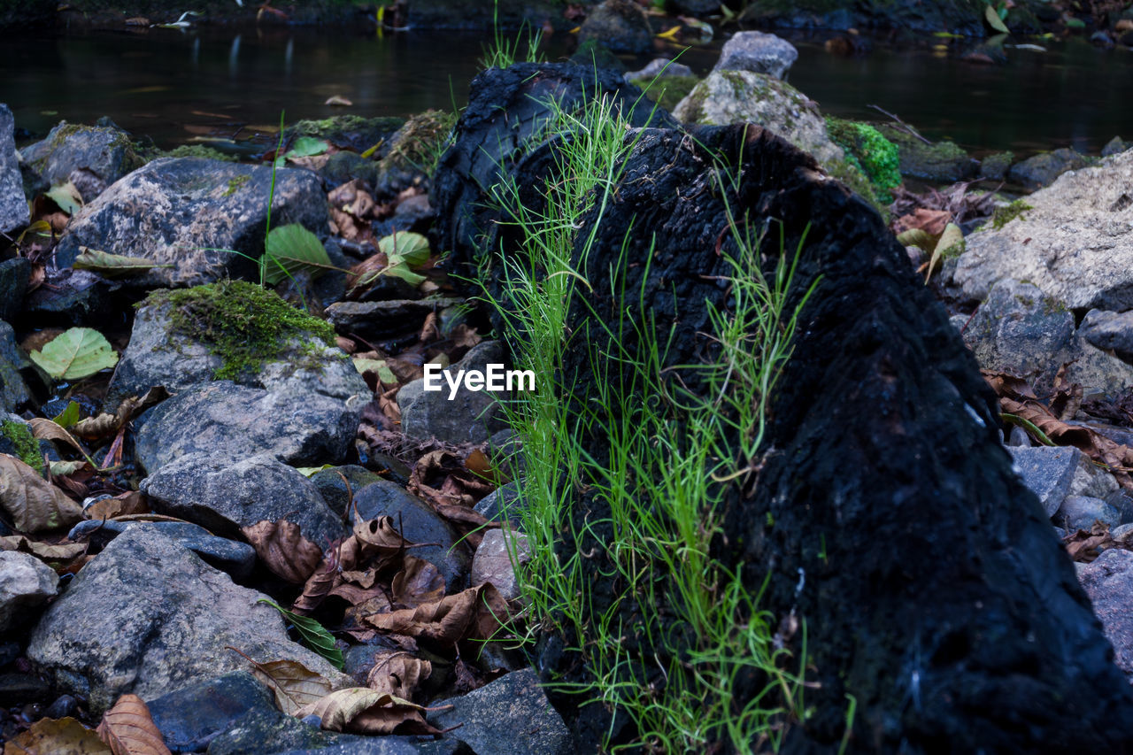 MOSS GROWING ON TREE TRUNK IN FOREST