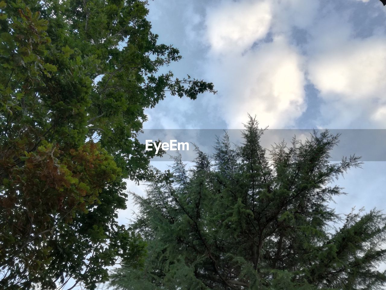 LOW ANGLE VIEW OF TREES IN FOREST