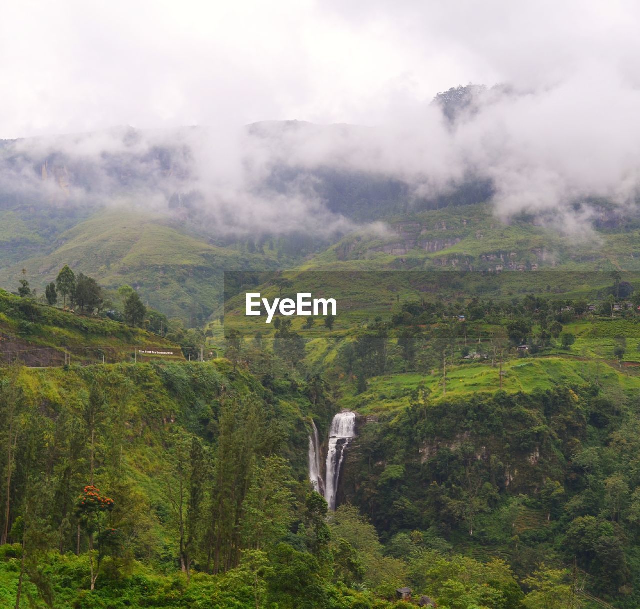 Scenic view of forest against sky