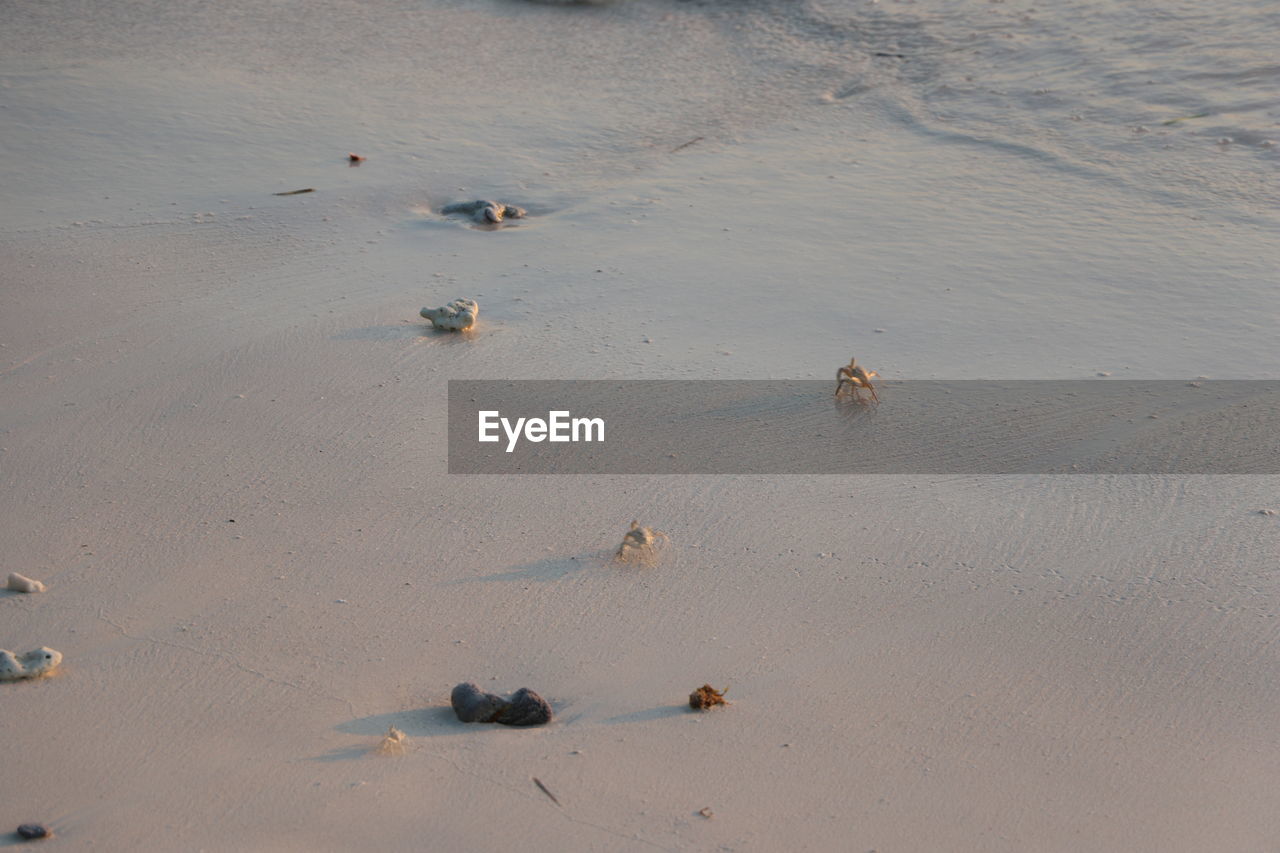 High angle view of crabs on beach