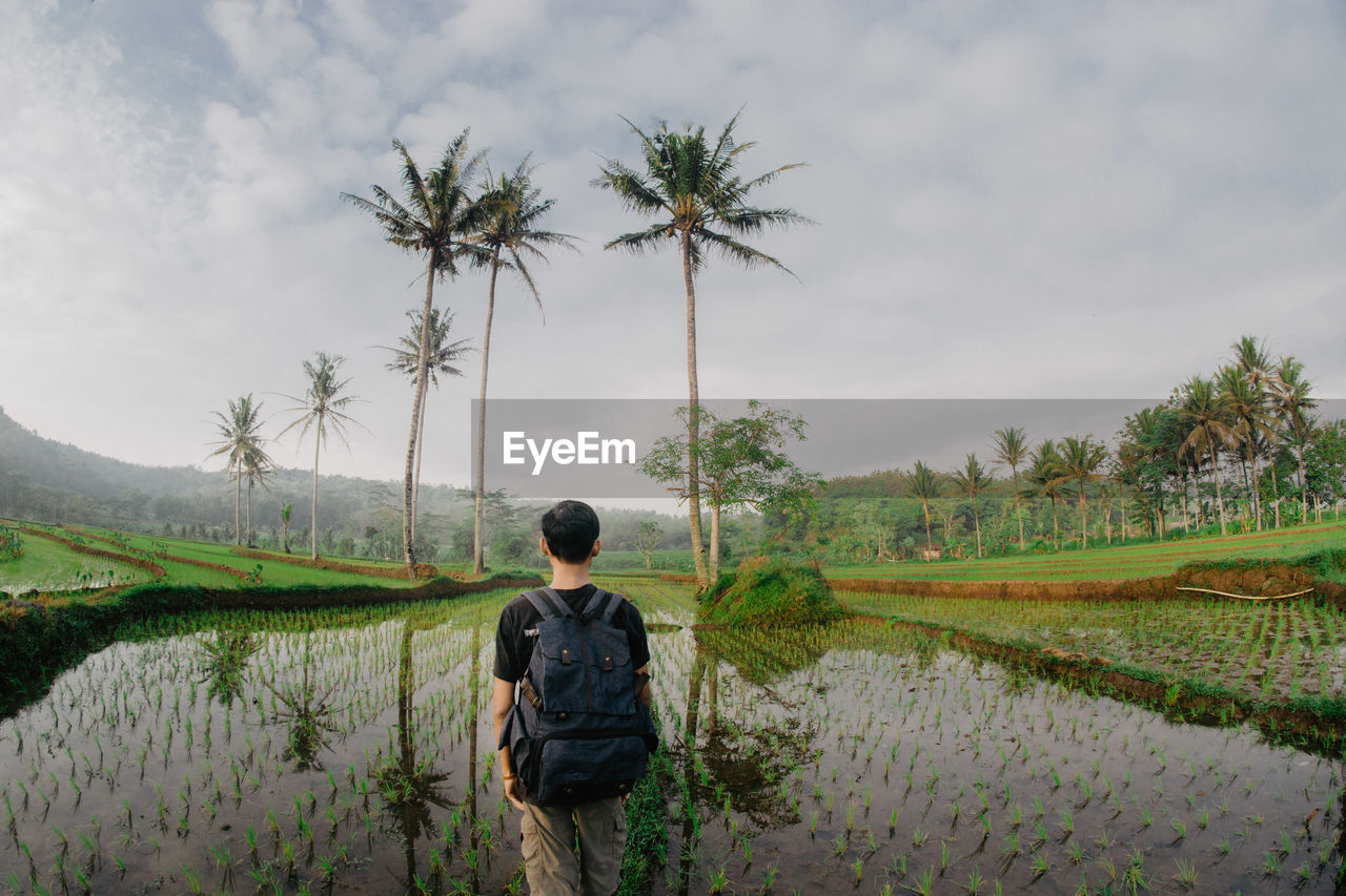 REAR VIEW OF MAN AND PALM TREES ON SHORE