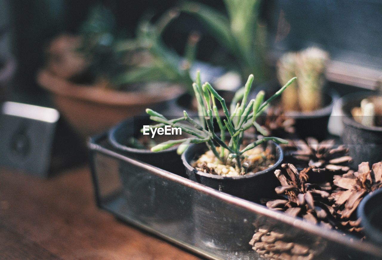 Close-up of potted plant