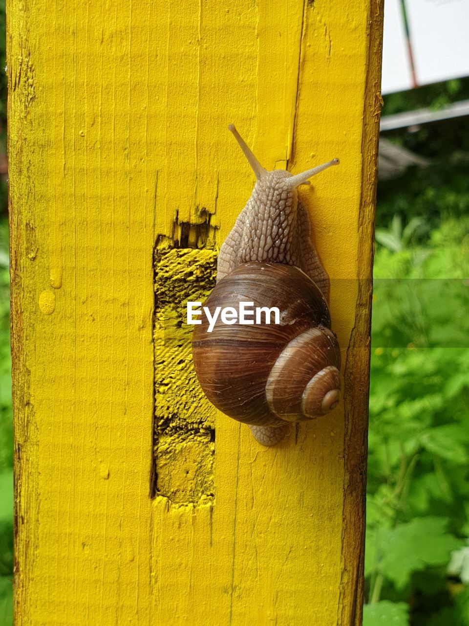 yellow, animal wildlife, animal, animal themes, snail, gastropod, snails and slugs, wildlife, one animal, mollusk, wood, no people, close-up, day, nature, animal antenna, leaf, insect, outdoors, green, animal body part, shell, focus on foreground