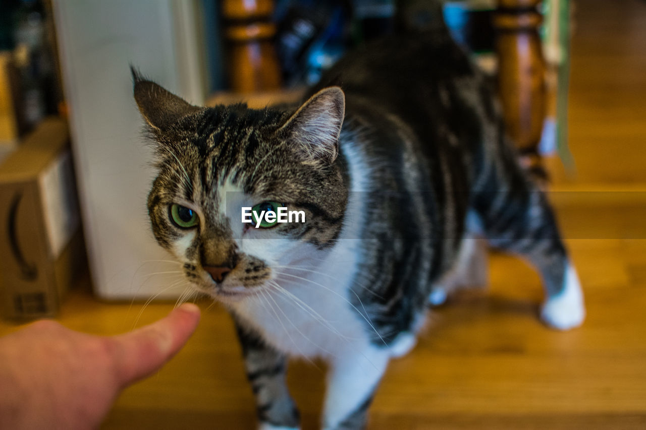 Portrait of cat walking on hardwood floor