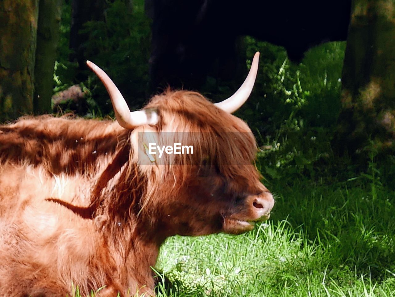 Highland cow in a field