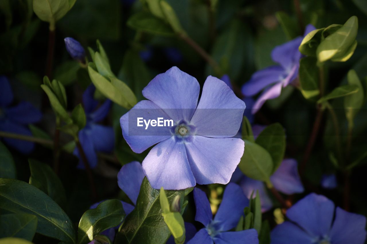 Close-up of purple flowering plant