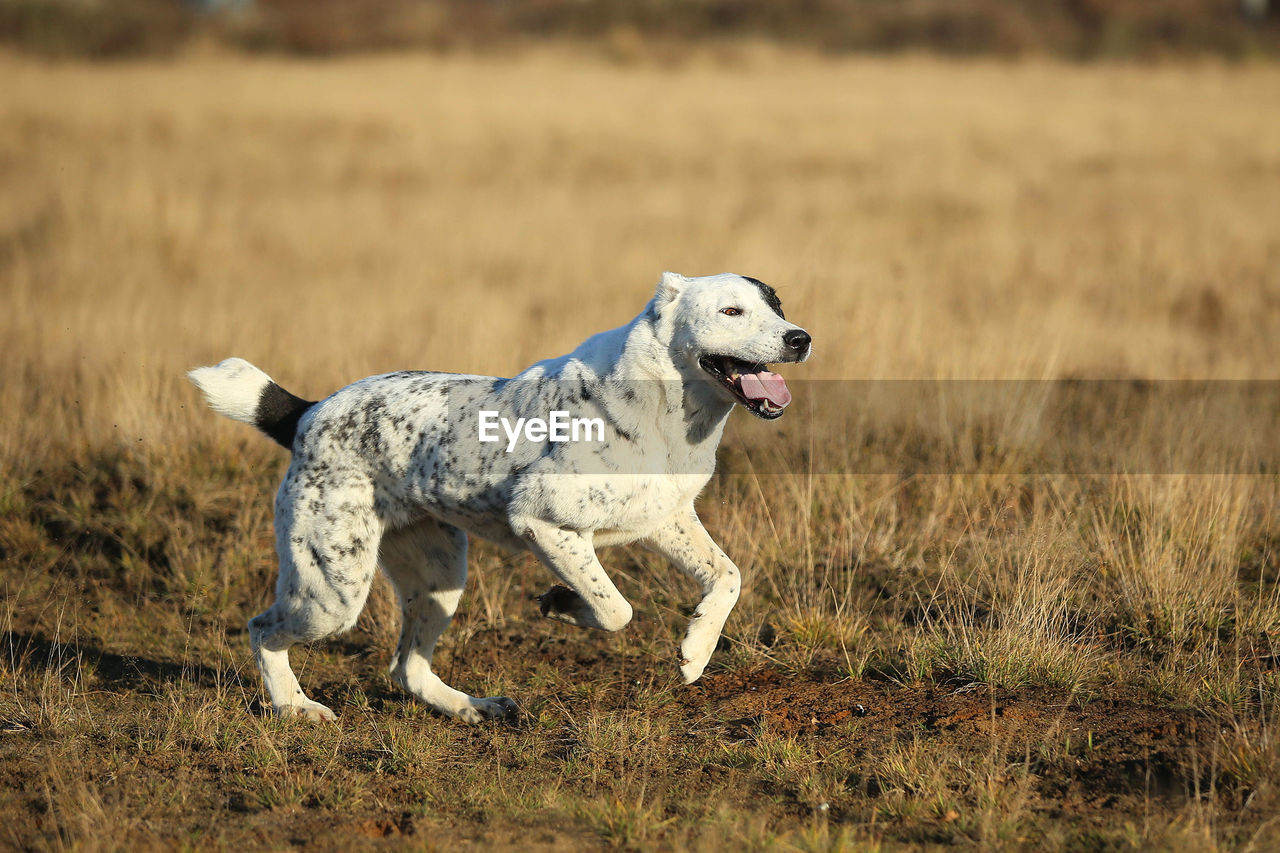 DOG RUNNING IN FIELD