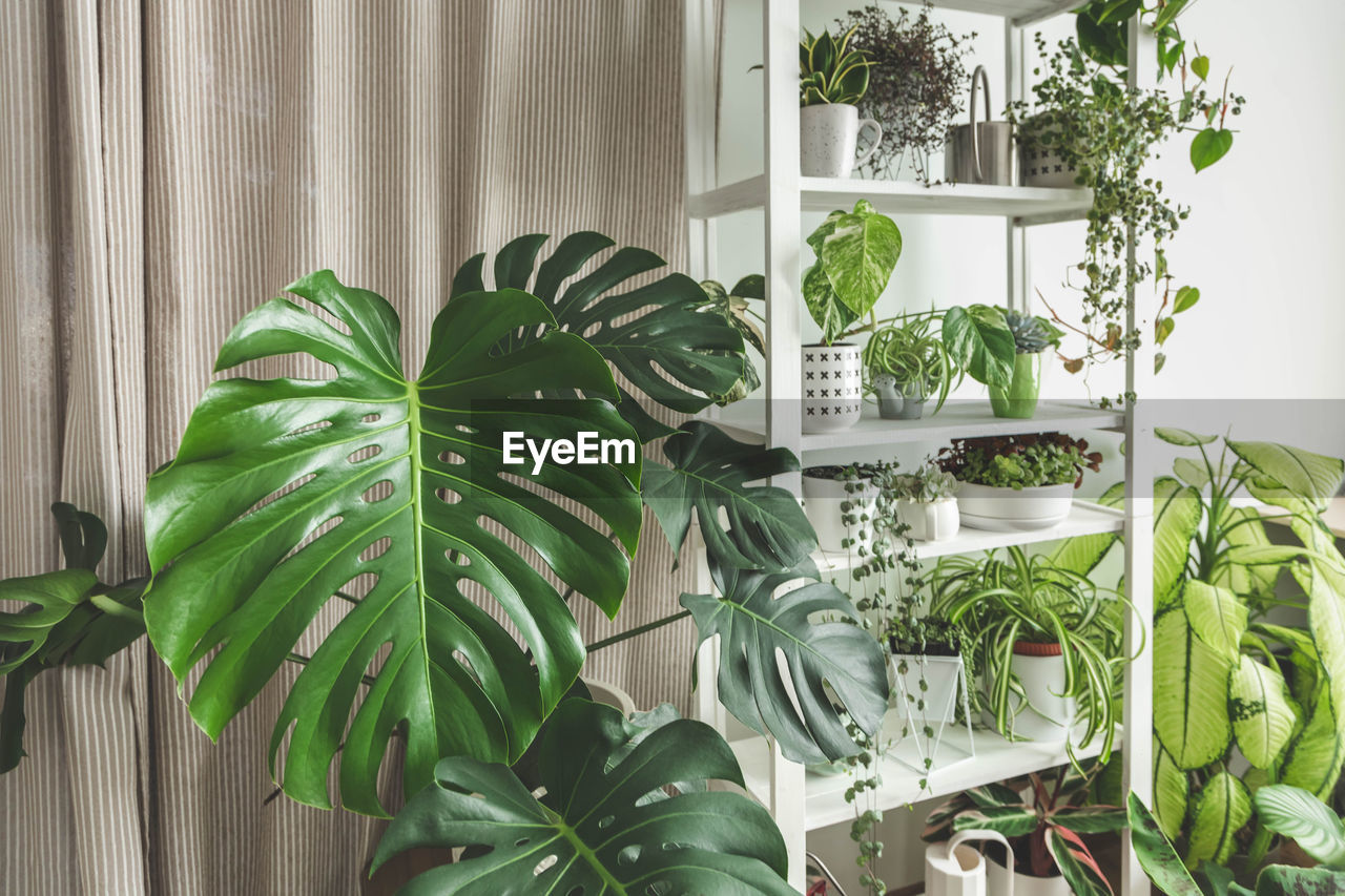 potted plants in greenhouse