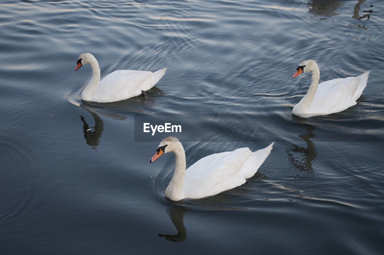 SWANS IN LAKE