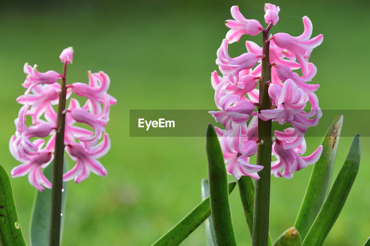 Close-up of pink hyacinths in bloom 