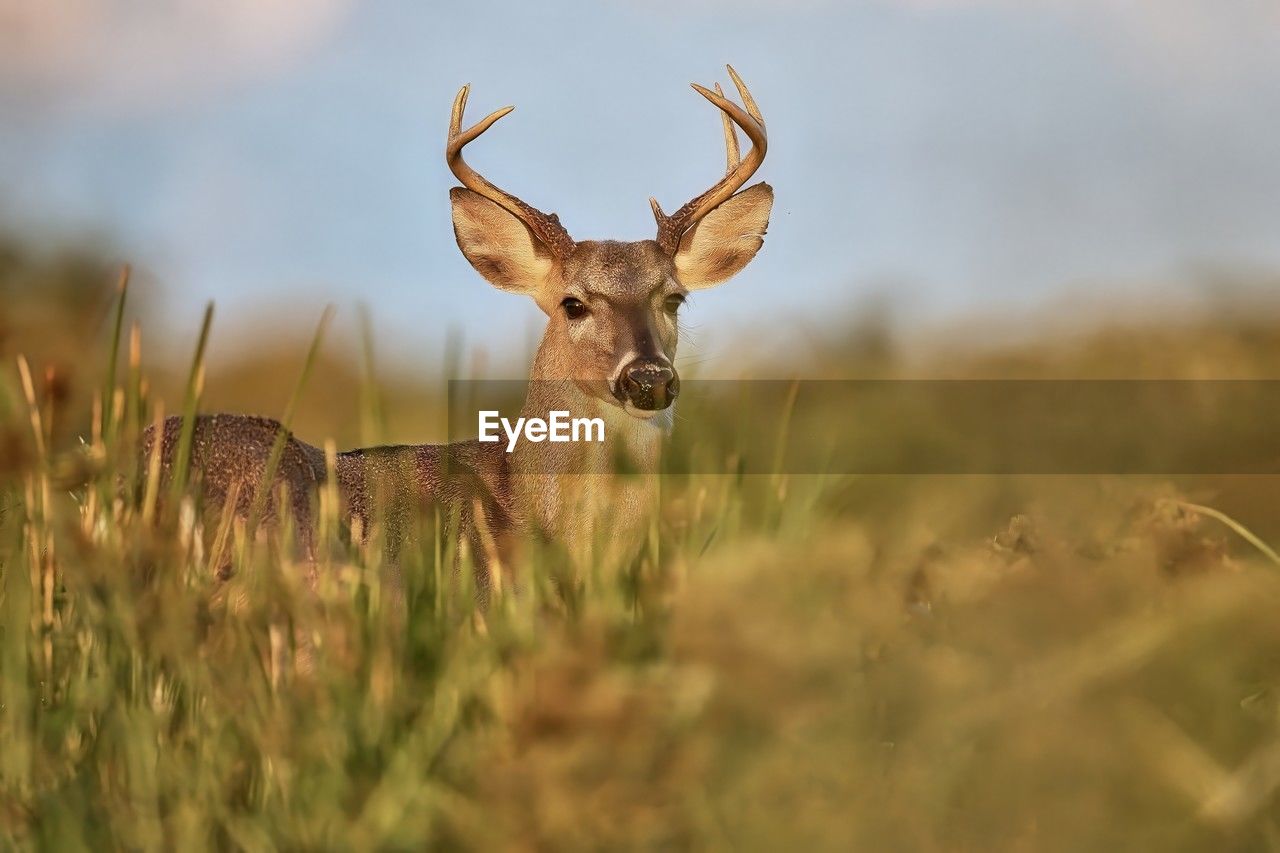 animal, animal themes, animal wildlife, wildlife, mammal, deer, one animal, nature, grassland, no people, portrait, grass, plant, prairie, looking at camera, antler, outdoors, beauty in nature, selective focus, landscape, environment, day, domestic animals, land, travel destinations, sky, standing, stag, herbivorous, field, impala, brown