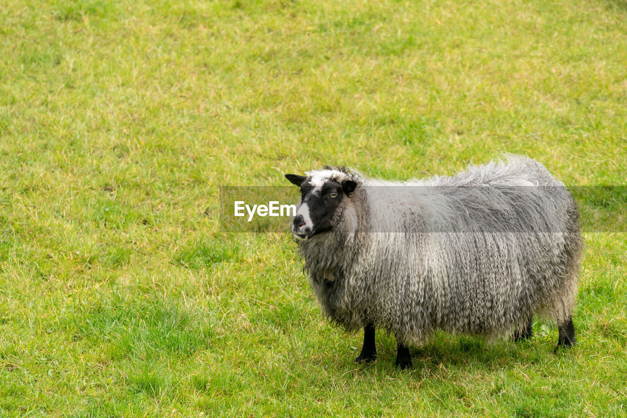 SHEEP IN FIELD